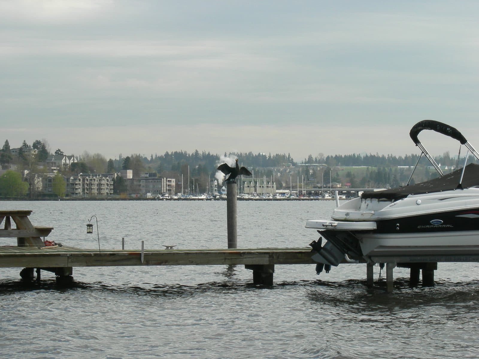 Lake Washington shoreline seen from Lyon Creek Waterfront Preserve in Lake Forest Park, looking toward Kenmore